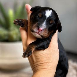 Morgan - Tri-color male Bernedoodle puppy in Peoria, Arizona from Grand Canyon Bernedoodles