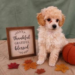 Dexter - Cream male Poodle puppy in Blanch, North Carolina from Faithful Hearts Kennel
