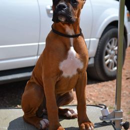 Boxer Puppies from Venician Boxers