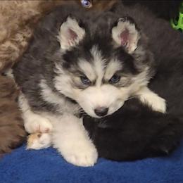 Party - Black and white female Siberian Husky puppy in East Tawas, Michigan from BurnsBerg's Woolies