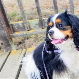 Charlie Bear - Cavalier King Charles Spaniel