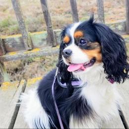 Charlie Bear - Cavalier King Charles Spaniel