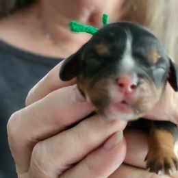 Ellen - Black and tan female Cavalier King Charles Spaniel puppy in Waterloo, Iowa from Muddy Paws Cavaliers