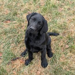 Labrador Retriever puppies from Evermor Labradors