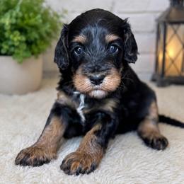 Lacey - Tri-color female Cavapoo puppy in Yuciapa, California from AlltheDoodlez_