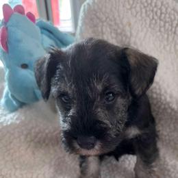 Boy 2 white - Salt and pepper male Miniature Schnauzer puppy in Fresno, California from Findell Kennel, LLC