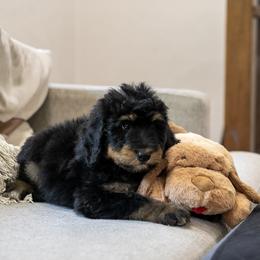 Gilbert Blythe - Phantom male Bernedoodle puppy in Eureka, Illinois from Joley Aire Family Dogs