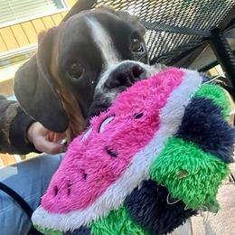 Boxer All Grown Up from Rorschach Boxers