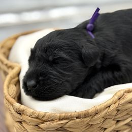 Clove - Black female Giant Schnauzer puppy in Collinsville, Mississippi from Hillside Kennels