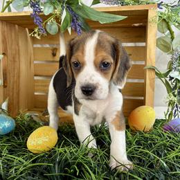 Winnie - Black white and tan female Beagle puppy in Katy, Texas from Houston’s Howlin’ Hounds