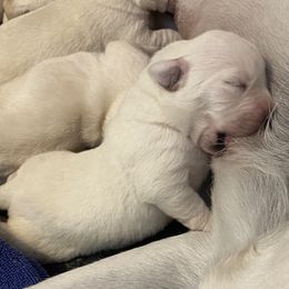 Golden Retriever and Labrador Retriever Puppies from Golden Hills Retrievers
