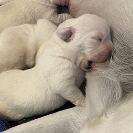 Golden Retriever and Labrador Retriever Puppies from Golden Hills Retrievers