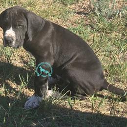 Cheif Wallabee - Mantle male Great Dane puppy in Cheyenne, Wyoming from Viking Kennel