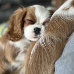 Cavalier King Charles Spaniels from Royal Heirs