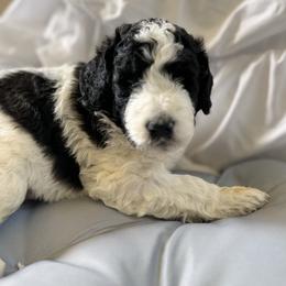 Bernedoodle, Cockapoo, and Goldendoodle Puppies from Avery Doodle Day LLC