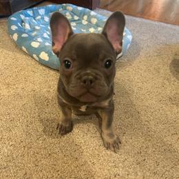 Male - Blue male French Bulldog puppy in Colbert, Washington from Casey Sparber's French Bulldogs