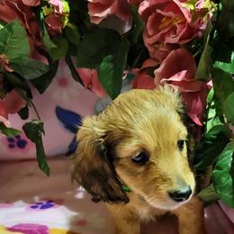 Dachshund Puppies from CLARK'S BREEDING PROGRAM