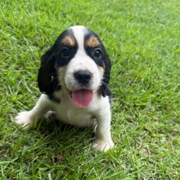 Boy 2 black - Black white and tan male English Springer Spaniel puppy in Bonifay, Florida from Sherrouse English Springer Spaniels