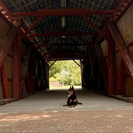 Whiskey - Doberman Pinscher