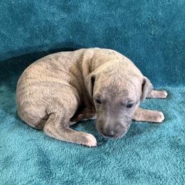 Dragon - Blue brindle male Whippet puppy in Gentry, Arkansas from Mardel Robeson of Mulberry Hollow Whippets