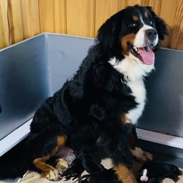 Boy 1 - Black rust and white male Bernese Mountain Dog puppy in Bristol, Tennessee from Holston Hollow Farm