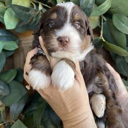Gingerbread - Tri-color male Bernedoodle puppy in Superior, Arizona from Mountain Bridge Doodles