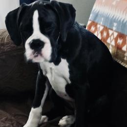 Boxer All Grown Up from Rorschach Boxers