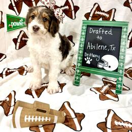 Brittany - female Golden Mountain Doodle puppy in Victoria, Texas from Deidre's Doodles