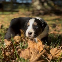 Liberty - Black tri-color female Australian Shepherd puppy in Morrow, Ohio from OakHaven Acres Aussies