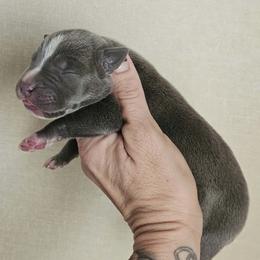Boy 1 - Blue male American Bully puppy in El Paso, Texas from PaPaws Gotta Love It Kennels