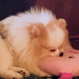 Pomeranians from BEL-FRE POMERANIANS