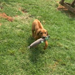 Carey - Red wheaten female Rhodesian Ridgeback puppy in Carney, Oklahoma from River Run Parson Russell terriers & River Run Ridgebacks