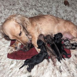 Dachshund Puppies from Mainely Doxies