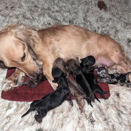 Dachshund Puppies from Mainely Doxies