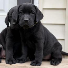 Mango - Black female Labrador Retriever puppy in Owosso, Michigan from Bennington Retrievers
