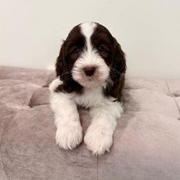Lucas - Parti male Goldendoodle puppy in Allen, Texas from Calena’s Doodles
