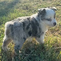Miniature Australian Shepherd and Toy Australian Shepherd Puppies from Bent Oak Toy and Miniature Australian Shepards