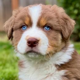 Australian Shepherd puppies from Middle Fork Australian Shepherds