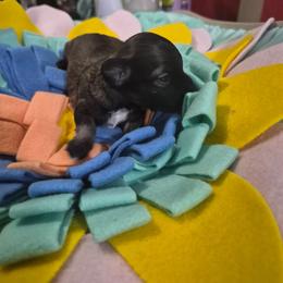 Vale - Black and tan brindle male Havanese puppy in Richmond, Texas from Marcia Hamlet