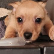 Male 2 - Tan Xoloitzcuintli puppy in Augusta, Georgia from Faulkner Pups