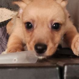 Male 2 - Tan Xoloitzcuintli puppy in Augusta, Georgia from Faulkner Pups