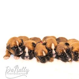 Boxers from Southwest Mountain Boxers