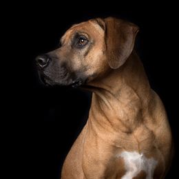 Rhodesian Ridgebacks from Ridgebacks of the Highland Rim