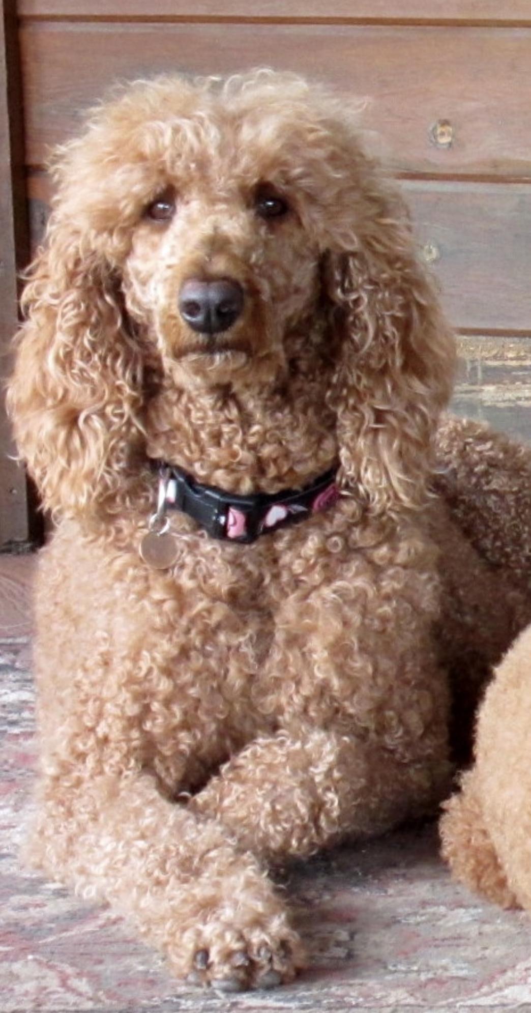 Lucas