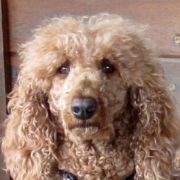 Lucas - Poodle