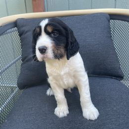 Chandler - Black white and tan English Springer Spaniel puppy in Park Rapids, Minnesota from Lakeside Summit Springers