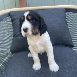 Chandler - Black white and tan English Springer Spaniel puppy in Park Rapids, Minnesota from Lakeside Summit Springers
