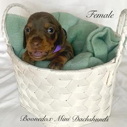 Dachshund Puppies from Marissa's Dachshunds (BooneDox Mini Dachshunds)