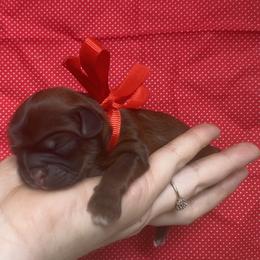 Shih Tzu puppies from Tiny Bubbles Shih Tzus
