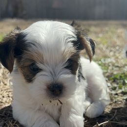 Yorkshire Terrier Puppies from Snacksville Yorkies